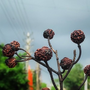 Cuentas de Rudraksha Marrón Natural para Mala, para Pooja, Meditación y Oración, Venta al Por Mayor de la India, Sigma Exports, Modelo 30 - Product Image 4