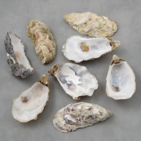 Coquilles d'huîtres naturelles brutes pour artisanat, prix le plus bas, coquilles d'huîtres en gros