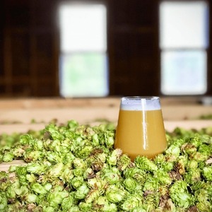 Houblon cru, matière première agricole de provenance professionnelle, de qualité supérieure et aux caractéristiques de récolte fraîche - Product Image 2