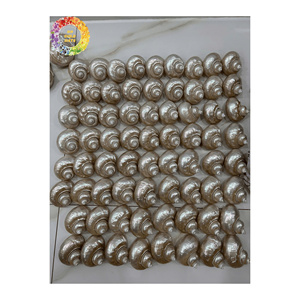 Conchas Marinas Naturales, Proveedor de Exportación al por Mayor, Precio Accesible para Acuarios - Product Image 1