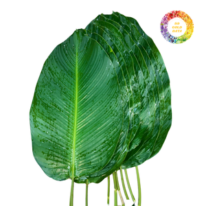 Feuilles de Dong vertes surgelées, prix attractif, feuilles pour emballage alimentaire ou décoration, grande taille, Vietnam, IQF, qualité supérieure, emballage sous vide - Product Image 4