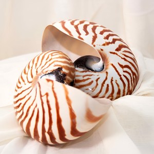 Conchas de Nautilus, conchas marinas naturales para decoración y manualidades, conchas marinas más vendidas, conchas marinas de alta calidad - Product Image 1