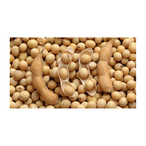 Soja jaune non-OGM de qualité / Grains de soja pour la consommation humaine, USA - Product Image 4