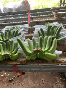 Bananes Highland Cavendish de qualité supérieure du Vietnam Récolte fraîche Douce et nutritive emballée pour les acheteurs en gros et au détail - Product Image 3