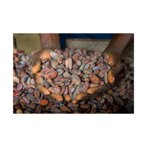 Fournisseur en gros de fèves de cacao de la meilleure qualité à vendre à prix avantageux - Product Image 5