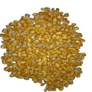 Maïs jaune séché pour l'alimentation animale Grade 100% Maïs jaune à maturité - Product Image 5