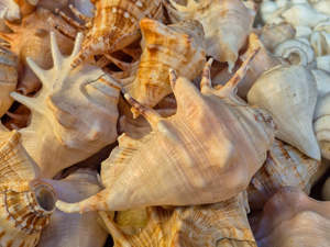 Conchas Naturales Art Deco Shankh al por Mayor para Pooja, Vastu, Feng Shui, Decoración Espiritual, Hogar, Templo, Paquete Múltiple - Product Image 3