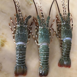 Prix de gros Fruits de mer : Homard frais et congelé, queues de homard à vendre / Homards vivants / Homards épineux vivants à prix avantageux - Product Image 5