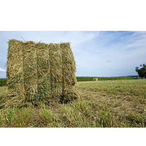Premium Quality Alfalfa Powder Plant <b>Extract</b> Rich In Natural Nutrients For Health Supplements Herbal Formulations - Product Image 6