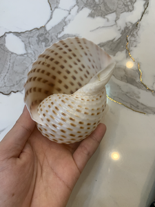 Coquille de tun tropicale tachetée du Vietnam 10-13 cm pour la décoration de centres de villégiature, l'affichage en aquarium, l'artisanat côtier et l'ornement - Product Image 4