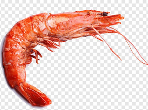 กุ้งทะเลคุณภาพสูง ปรุงสุกแช่แข็ง กุ้งปรุงสุกแช่แข็ง สดใหม่ ราคาพิเศษช่วงเทศกาล - Product Image 4