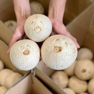 NOIX DE COCO PELÉE FRAÎCHE DE QUALITÉ SUPÉRIEURE, NOIX DE COCO DIAMOND DU VIETNAM - Product Image 4