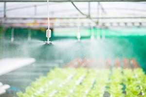 Watersun Garden Greenhouse Watering Irrigation 4 Way Outlet Foggers Cross Misting Nozzle Sprayer Anti Drip Green Delrin - Product Image 4