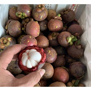 มังคุดสดสีม่วง ผลิตภัณฑ์จากเวียดนาม ผลไม้เมืองร้อนหวานๆ สำหรับผู้ซื้อขายส่งและธุรกิจนำเข้าผลไม้สด - Product Image 4