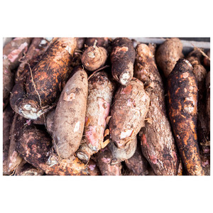 Venta al por mayor de yuca y semillas de yuca a precios económicos. Compre yuca fresca congelada de primera calidad para alimentación animal. - Product Image 6