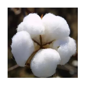 Coton Peigné Brut Offre des Balles de Fibres Fines et Propres pour les Usines de Filature et la Préparation de Fils en Paquets d'Exportation en Gros - Product Image 4