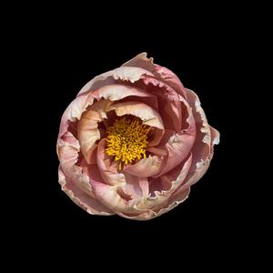 Pivoine à fleurs bicolores, rose et crème clair. Fleurs en bois de Sola 11 CM, tige en fibre de plantes de Sesbania, aromathérapie artisanale - Product Image 3