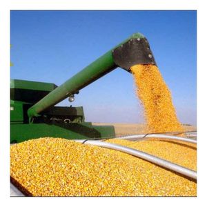 Maíz Amarillo de Grado Alimenticio para Animales, Maíz de Alta Calidad, Grano de Maíz para Ganado y Aves de Corral, Venta al por Mayor, Suministro a Granel, Fabricante, Exportador - Product Image 4