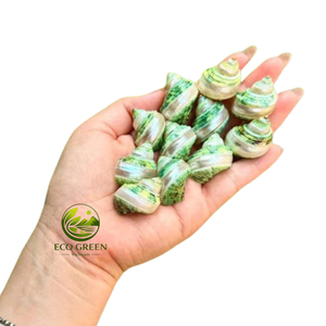 Coquilles turbo naturelles polies pour la décoration d'aquariums, remplacement de coquilles de crabe ermite, artisanat côtier, fournitures de décoration intérieure - Product Image 4