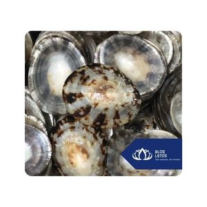 [VENTA EXITOSA] |   Conchas de Limpet para Diseño Artístico, Decoración del Hogar y Programas de Venta al por Mayor en Vietnam - Product Image 1