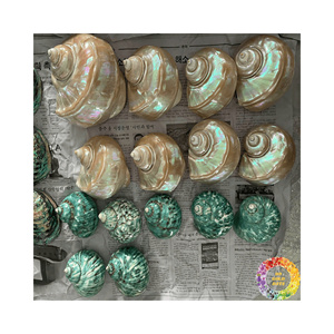 เปลือกหอยขัดเงา ผู้ผลิตที่เชื่อถือได้ ขายส่งเพื่อการส่งออกสำหรับตลาดโลก - Product Image 5