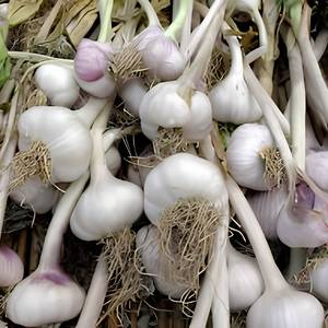 Ail séché Allium Sativum de qualité industrielle, ingrédient botanique naturel pour produits à base de plantes - Product Image 1