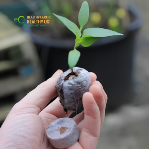 Venta al por Mayor de Pellets de Coco Biodegradables con Envoltura Autodigestible – Precio de Fábrica para Semillas - Product Image 4