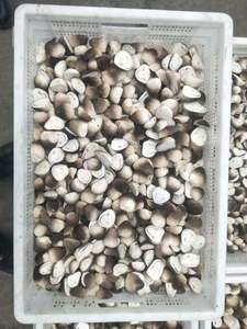 Hongos de paja congelados de alta calidad Hongos orgánicos y naturales procesados en Vietnam - Product Image 4