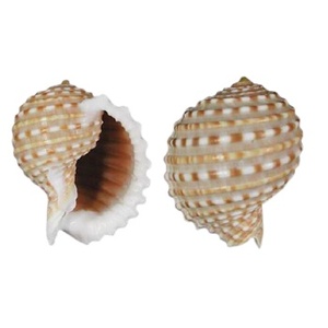 Hot-bán tonna tesselata chất lượng tốt nhất mẹ của ngọc trai cho trang trí nội thất và đồ trang sức khảm kỹ thuật giá tốt cho xuất khẩu - Product Image 1