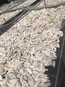 Prix de gros Os de seiche séché / Os de calmar séché du Vietnam / Mme Lima - Product Image 2