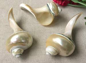 Vietnam usine plat-Unique or nacre/vadrouille incrustation blancs pour bijoux artisanat naturel cadeau de plage - Product Image 4