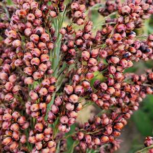 Granos de Sorgo Orgánico de Primera Calidad, 2.0mm+, a Granel, Natural, Sin OMG, Saludable, Alimento para Animales, Consumo Humano, Crudo, Venta al Por Mayor - Product Image 2