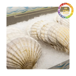Conchas de Vieira Naturales al por Mayor para Decoración Costera, Regalos Hechos a Mano y Suministros para Manualidades - Product Image 1