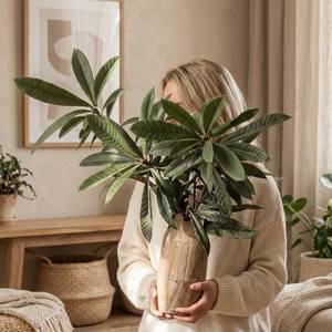 Vase en bois de Paulownia, pot à fleurs en bois naturel, centre de table rustique moderne, décoration minimaliste pour la maison, jardinière - Product Image 4