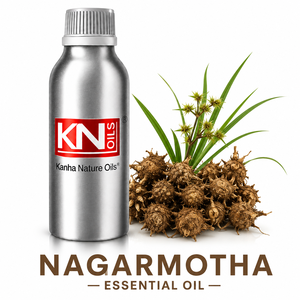 Huile essentielle de Nagarmotha 100% pure de haute qualité, certifiée biologique, Cyperus scariosus, fabricant en gros, fournisseur, exportateur mondial - Product Image 1