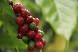 Meilleur Prix DALAKON Arabica Caféiné BITTER Premium Vietnam 0,25 kg Sachet de Café Torréfaction Française Moulu Libéria 85% Robusta 15% - Product Image 5
