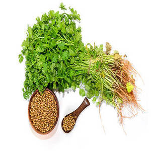 Semillas de Cilantro Indio Enteras con Aroma Distintivo y Sabor Natural, Ideales para Empaquetado a Granel, Exportación y Especias Comerciales - Product Image 3