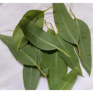Extracto de Hoja de Eucalipto Nilgiri en Polvo, Fabricante de la India, Patil Foods - Product Image 1