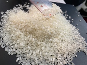 Top Grade Calrose Rice 5% Broken Medium <b>Grain</b> High Quality from Vietnam - Pey - Product Image 6