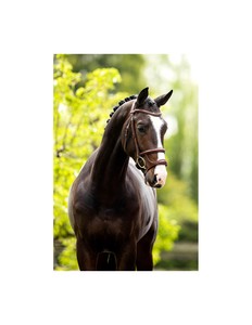 Bridon anglais léger de qualité supérieure pour cheval, rembourré et doux, avec frontale ornée de cristaux – Vente en gros, Fabricant et Fournisseur - Product Image 2