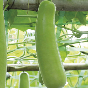 Courge biologique nouvelle récolte, courge longue verte pour les acheteurs en gros, les fournisseurs d'épicerie et les cuisines (vente en vrac) - Product Image 6