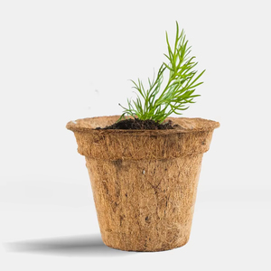 Eco-Friendly AGP Cocofiber Coconut Pot Made From Coco Fiber Cocopeat Free <b>Plastic</b> 2 Year <b>Shelf</b> Life Indonesia for Crafts Plants - Product Image 6