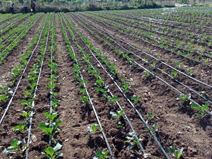 Sistema de Riego por Goteo Redondo de la Mejor Calidad, Suministro Directo de Fábrica, para Agricultores y Cultivos, Diferentes Tamaños Disponibles en Línea - Product Image 4