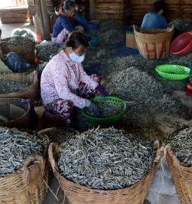Anchoas Secas de Vietnam, Capturadas en el Silvestre Medio, Sin Aditivos, Seguras y de Alta Calidad, Precio Competitivo, Mayorista, OEM, ODM, Etiqueta Privada - Product Image 5