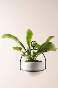 Fabricant fiable de supports muraux décoratifs en métal pour plantes, pour patio, balcon, clôture, jardin et aménagement paysager - Product Image 3