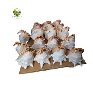 Natural Yellow Helmet Seashell DIY Rustic Modern Eco-Friendly Raw White Spiny Shell Home Decor Craft - Product Image 5