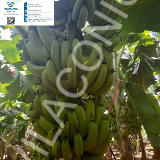 0.77 $ Prix de gros au détail Fruits secs/congelés/frais du delta du Mékong, ÉCHANTILLONS GRATUITS quantité minimale de commande 100-1/TON MR.TONY + 84938736924 WHATSAPP