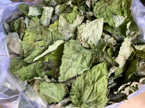 Hojas de Ylang Secas a Precio Económico, Exportador de Vietnam, 100g 500g para Postres y Bebidas - Product Image 1