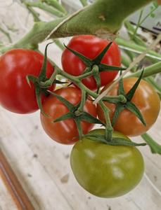 Sacs de culture pour tomates ARAVA, de qualité supérieure, écologiques, en fibres de coco, traités anti-UV, haute rétention d'eau et de nutriments, prêts à l'emploi, Italie - Product Image 3