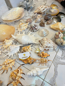 เปลือกหอยทะเลขนาดเล็ก คละแบบธรรมชาติ สำหรับงาน DIY ตกแต่งตู้ปลา ผู้ผลิตเวียดนาม ส่งออกจำนวนมาก - Product Image 3